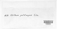 Stilbum pelitnopus image
